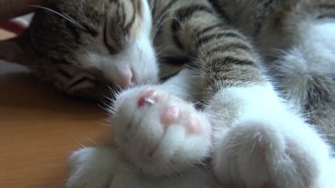 Purring Kitten Shows Mom His Wounded Paw Bean