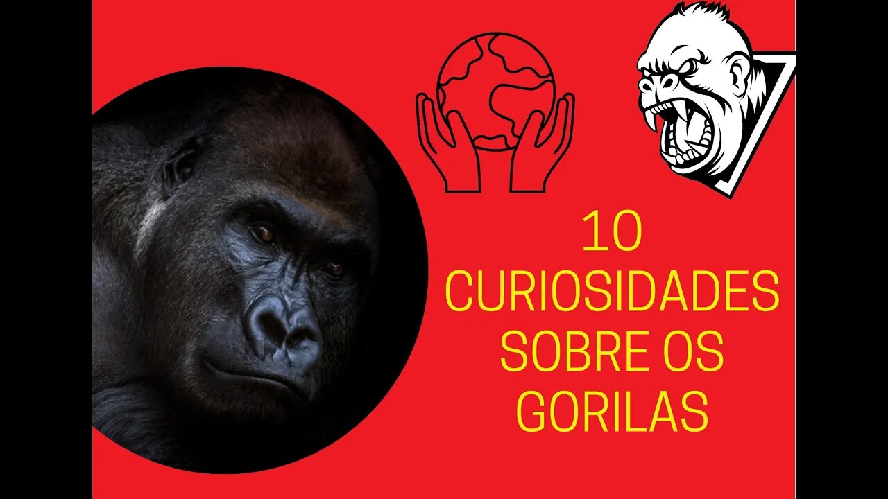 10 CURIOSIDADES SOBRE OS GORILAS