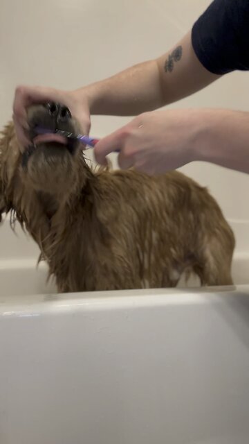 Cute puppy getting teeth brushed
