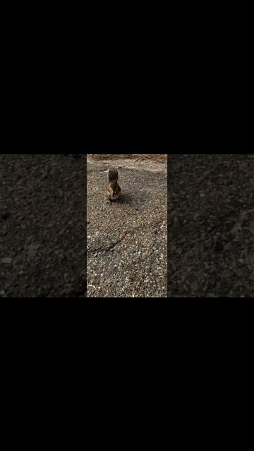 cutest squirrel #shorts