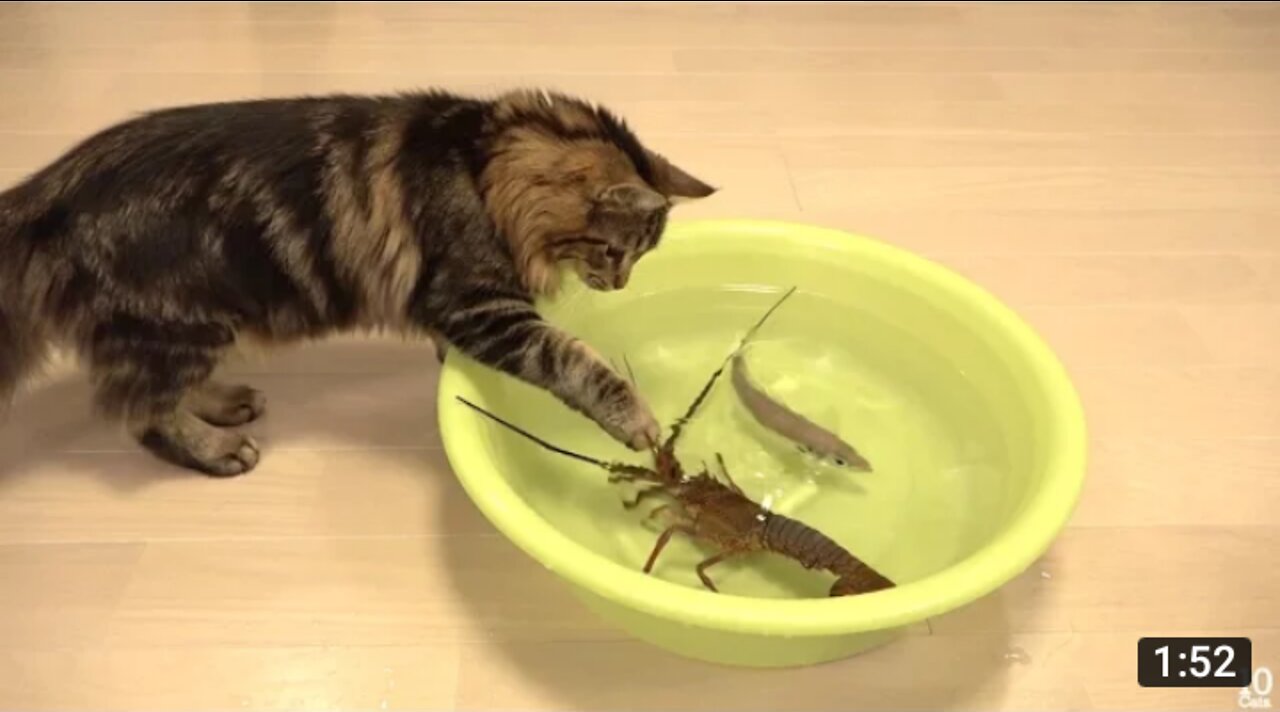 Japanese Spiny Lobster vs Cat