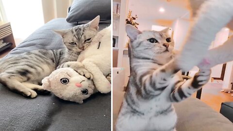 Cat playing doll