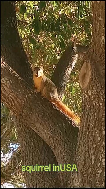 Cute and Adorable Squirrel 🐿️😍 taking 🍑 from my hand and Eating #funny video #shorts #USAVlogs