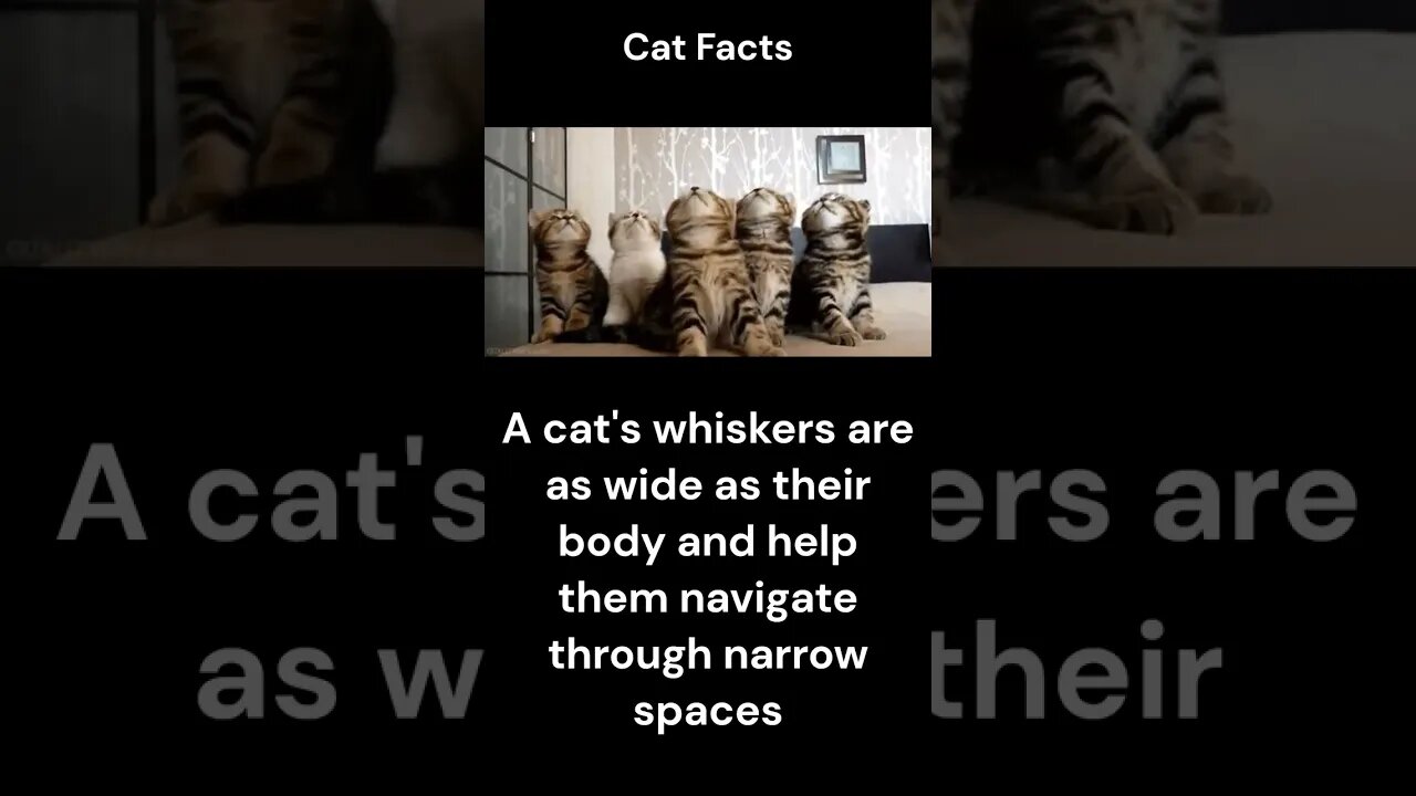 Cat Facts #shorts #youtubeshorts #cat #facts #Humor