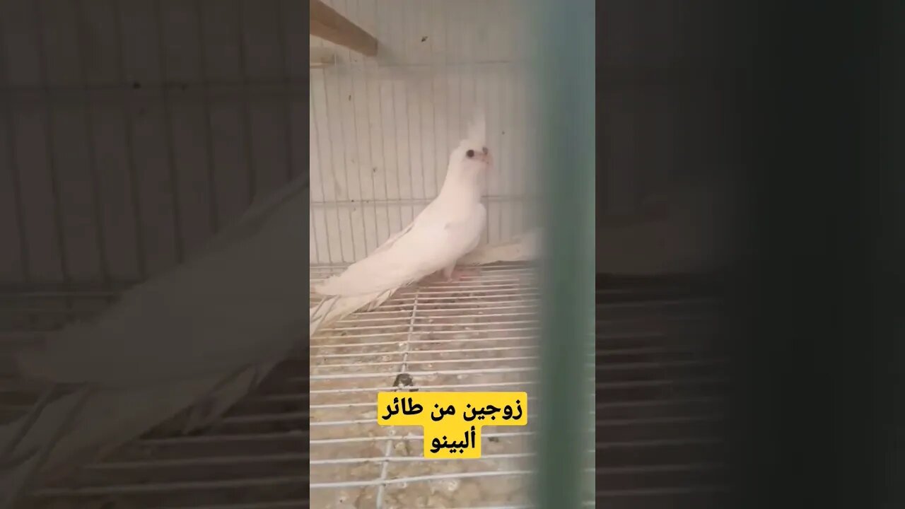 زوجين من طائر ألبينو