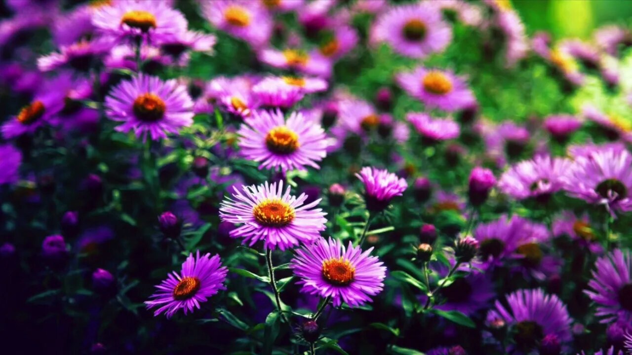 🔴 Nature Sound Thats Relaxing For A Peaceful Aura, Cafe Music, Good Energy Music, Study Music