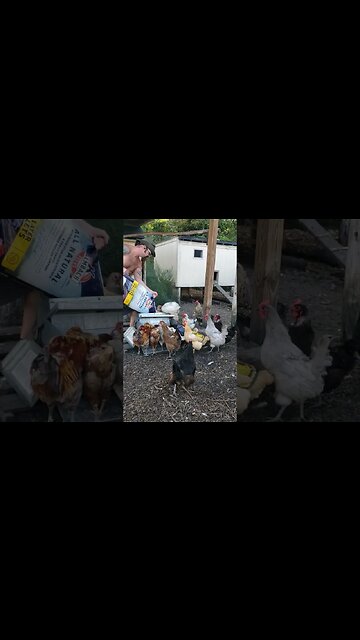 Time To Refill The Food #chickenlife #chickenshorts #chickens #backyardchickens