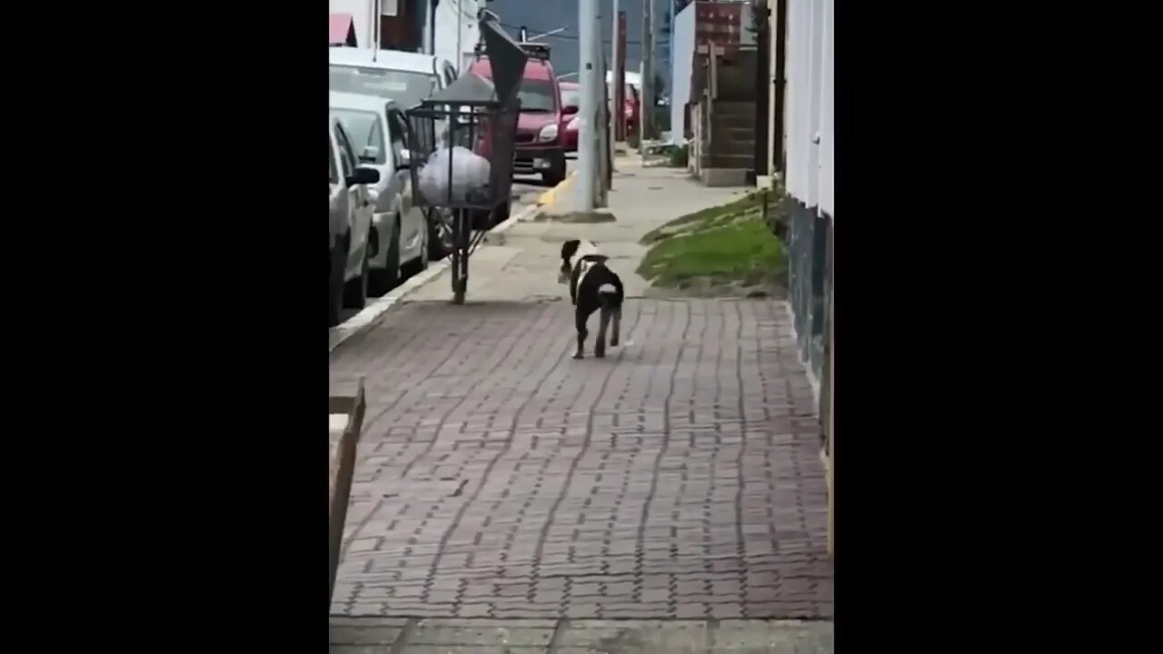 Animals CAUGHT Causing A Public Disturbance