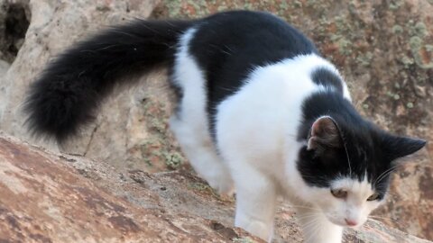 Our Cats #101 #shorts – Kitten Panqueñou Hops Around Boulders