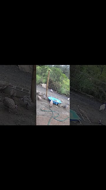 Farm cam: monitoring animals