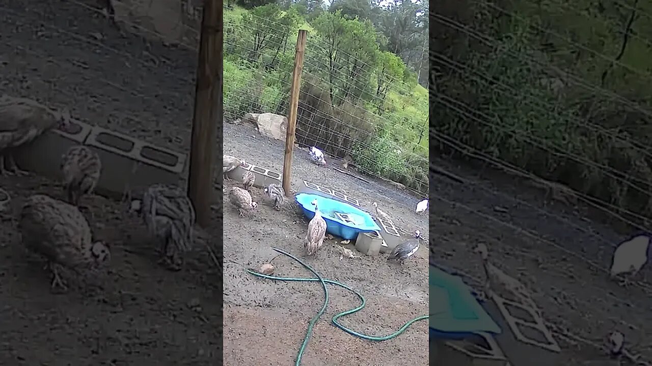 Farm cam: monitoring animals
