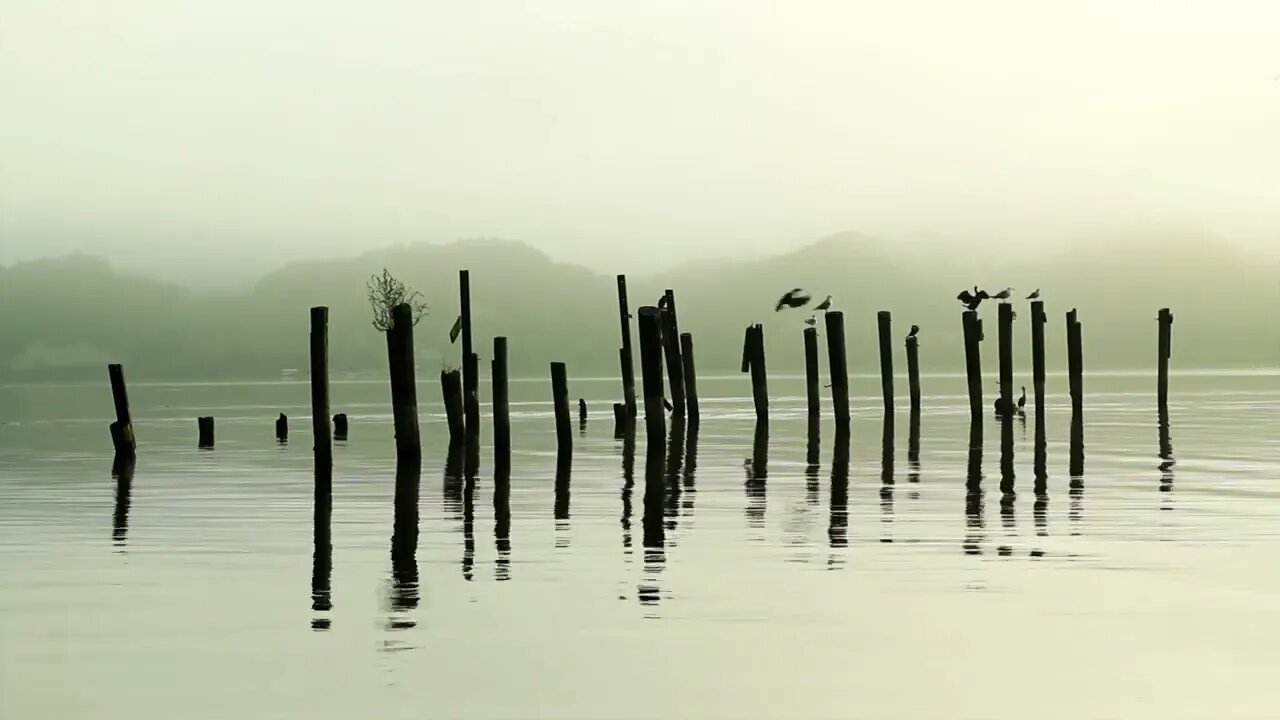 Beachfront B Roll Birds on the Post Free to Use HD Stock Video Footage