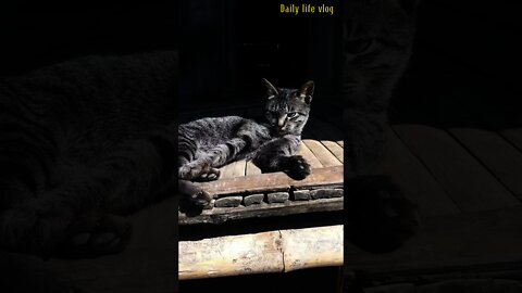 sunbathing cat _Daily life vlog