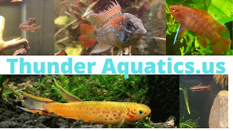 Thunder Aquatics Welcomes You