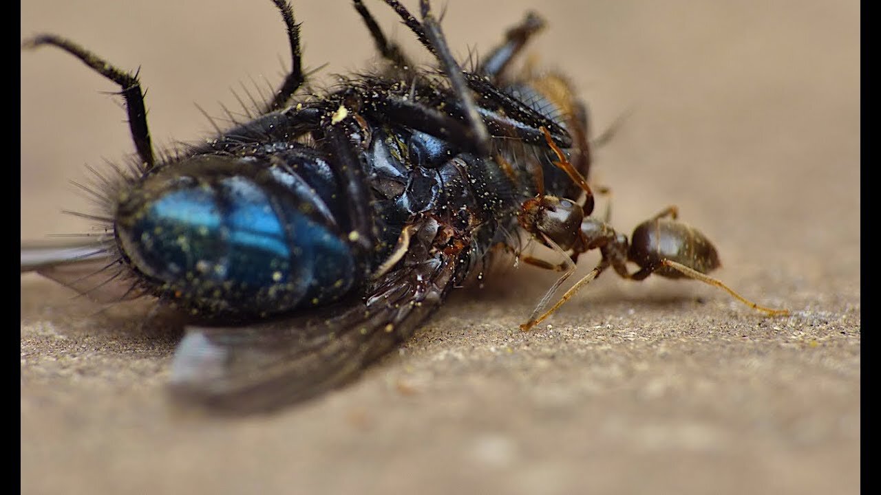 Strong Ant Drags Dead Housefly