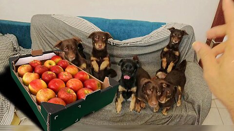 Köpekler için Elma: Bilmeniz Gereken Faydalar |Apples for Dogs| سیب برای سگ‌ها فوایدی که باید بدانید