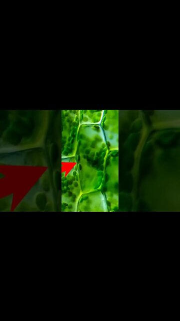 Photosynthesis | Extreme Close Up of Chloroplasts #shorts #photosynthesis