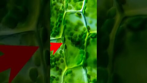 Photosynthesis | Extreme Close Up of Chloroplasts #shorts #photosynthesis