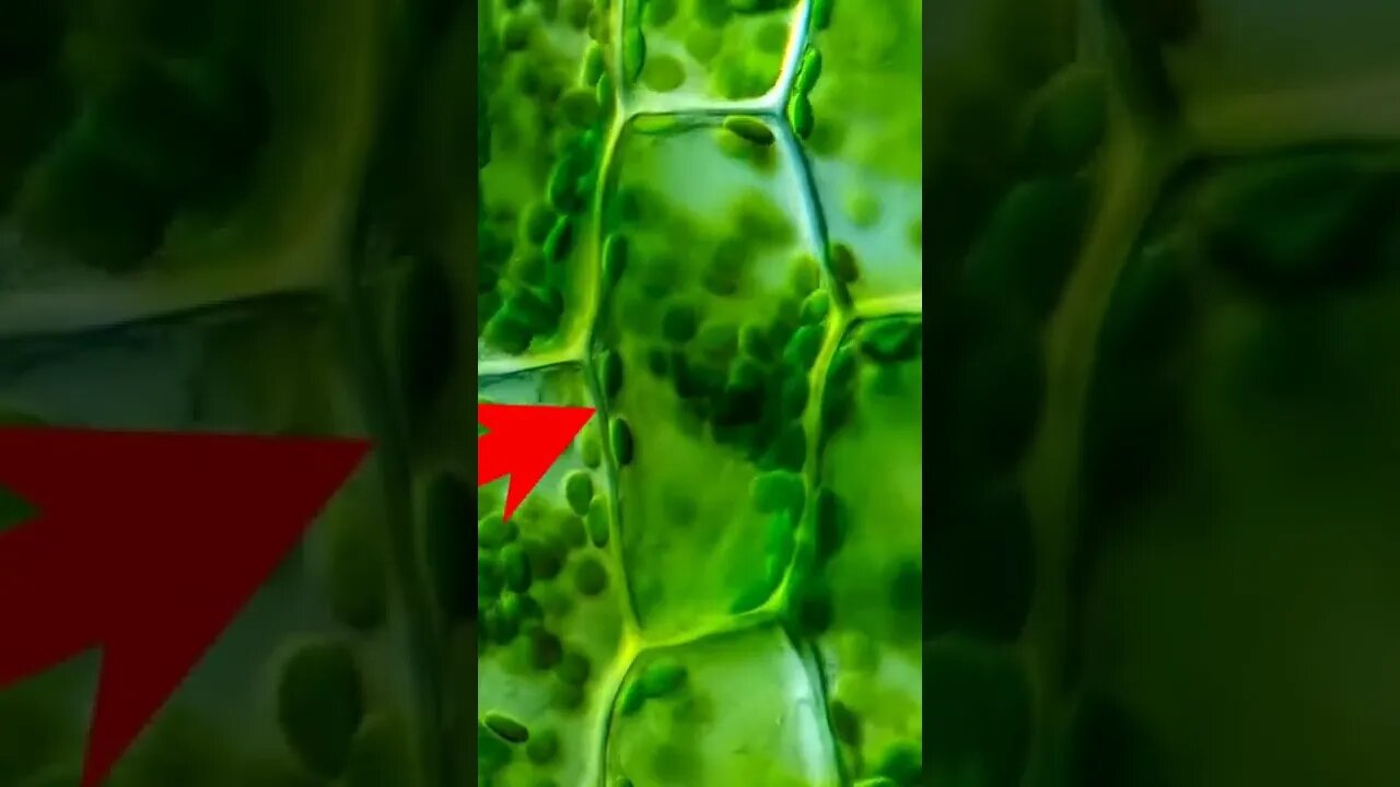 Photosynthesis | Extreme Close Up of Chloroplasts #shorts #photosynthesis