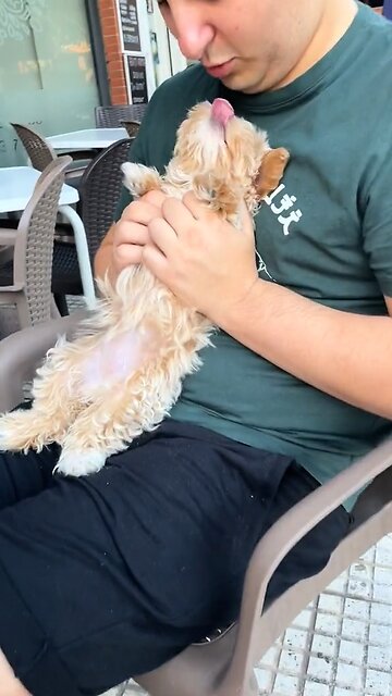 Poema para mi papá perruno