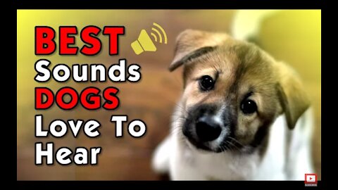 Best Sounds Your Dog Loves | Sound That Attract Dogs