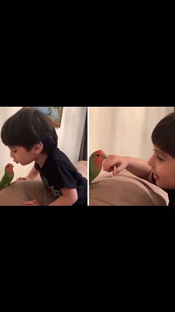 Kid Loves To Play With Sweet & Gentle Parrot