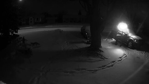 Fox in West Seneca