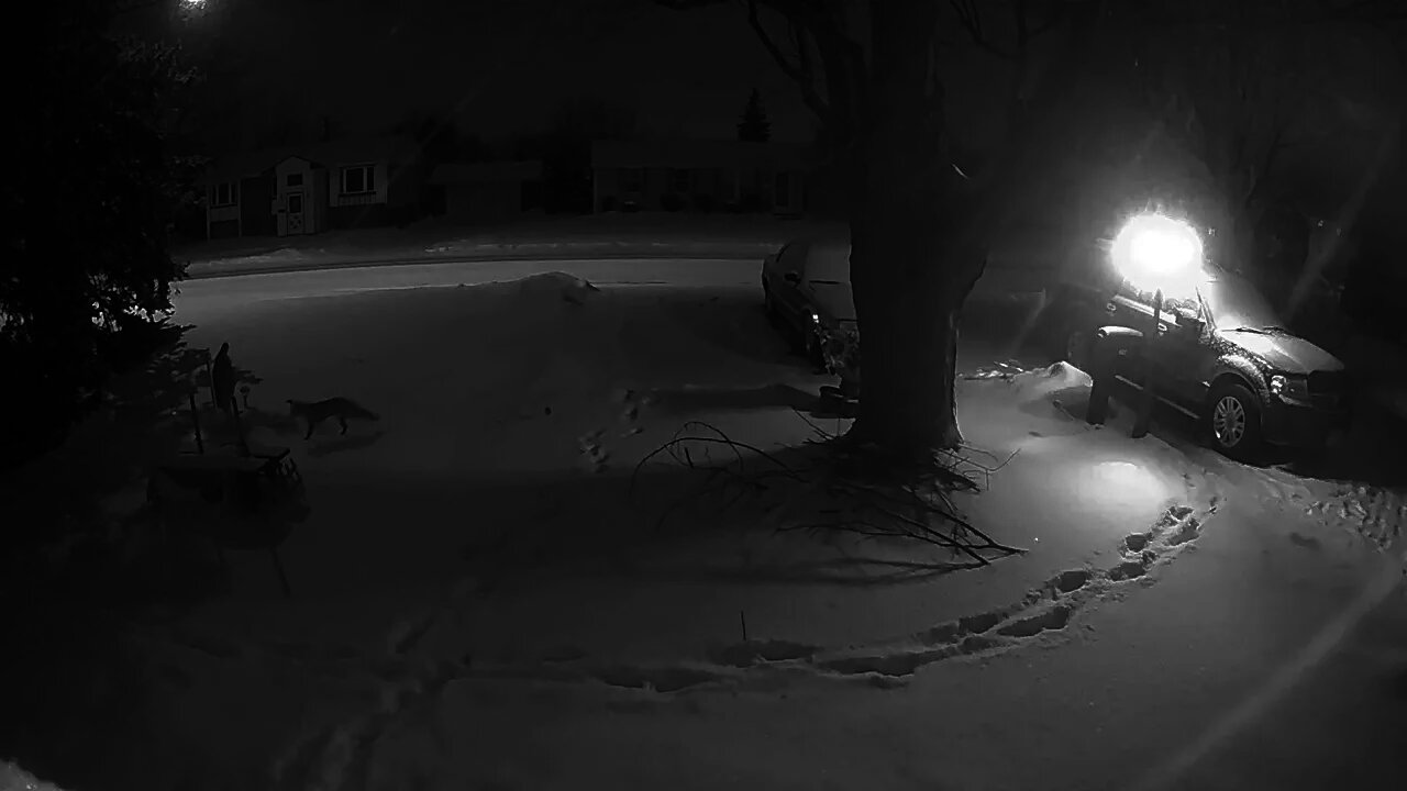 Fox in West Seneca