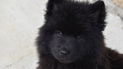 Family Adopts A New Dog; When Vet Sees It, He Calls The Cops