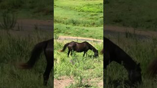 Elderly horse nice and fat