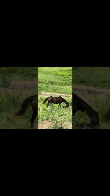 Elderly horse nice and fat