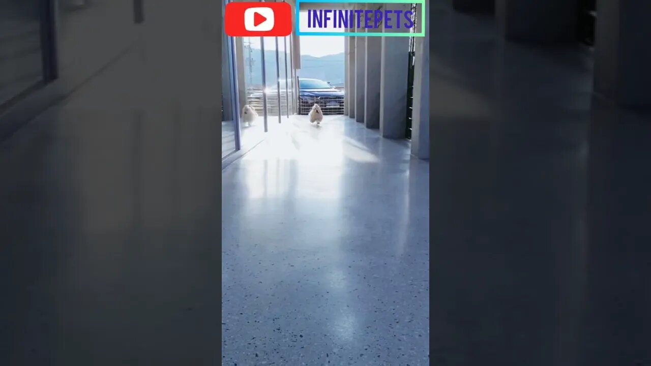 Cute Puppy Running 🤩 #shorts #entertainment #funnyvideo #infinitepets