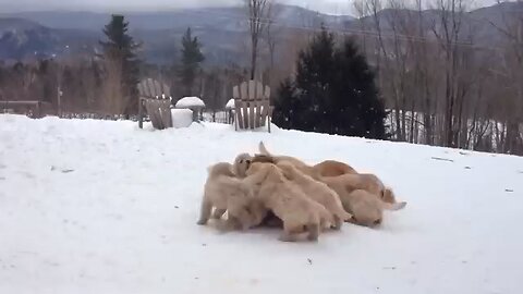 mom teaches puppies