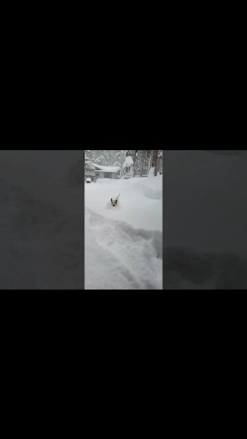 Ares Jack Russell dog swims like a dolphin