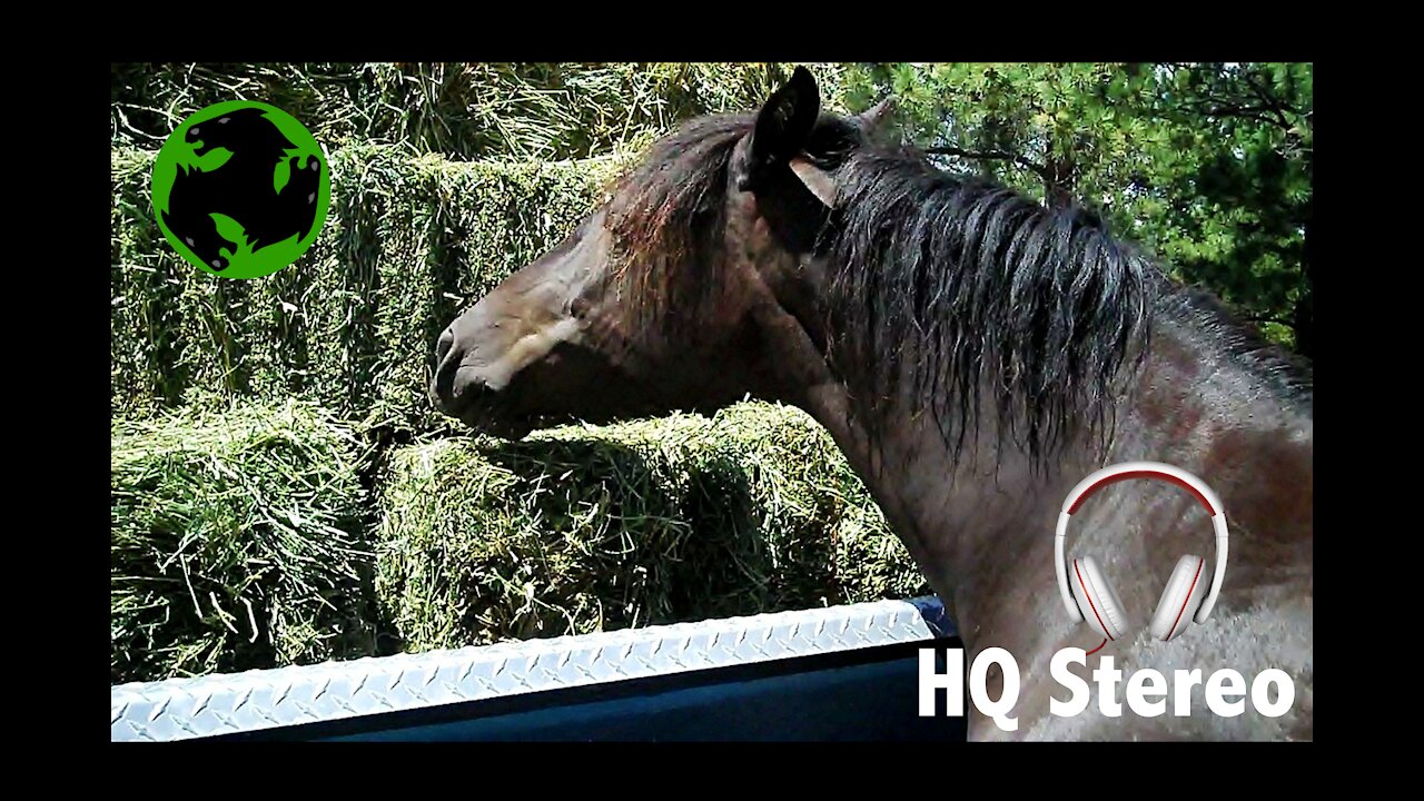 Soothing sound of my Morgan Horse eating hay. (ASMR for horse people)