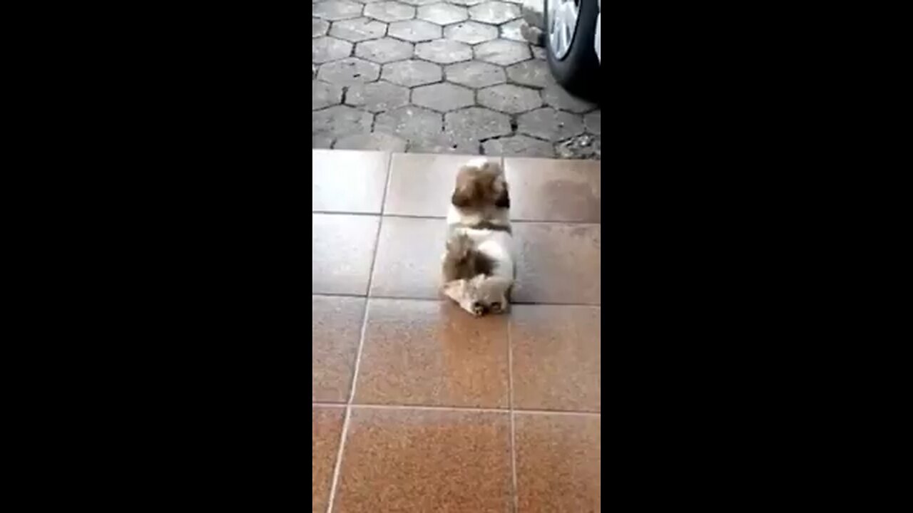 Deceptive dog🐶!?