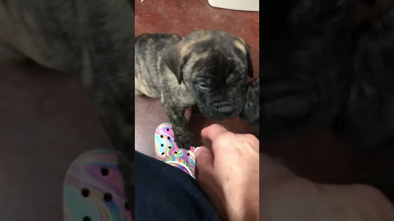 Smokey and Angus Bullmastiff puppies