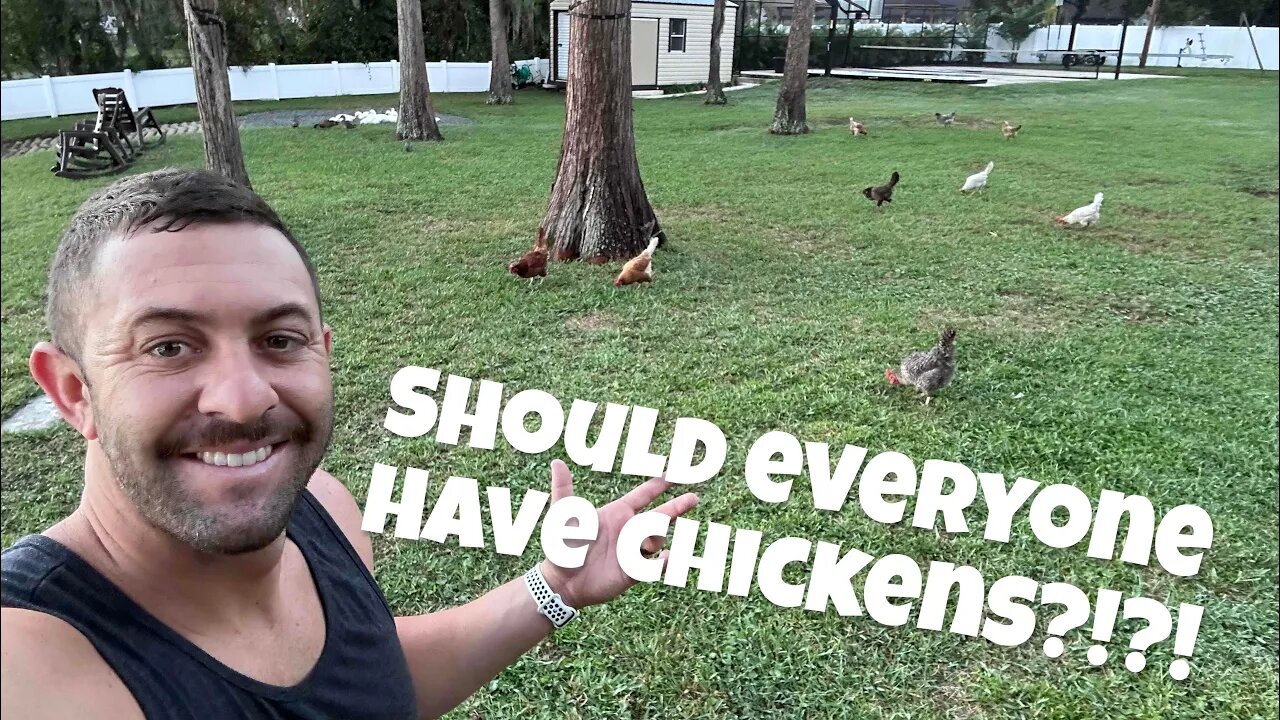 Everyone should have Chickens
