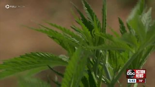 Florida readies for hemp industry as lawmaker support grows