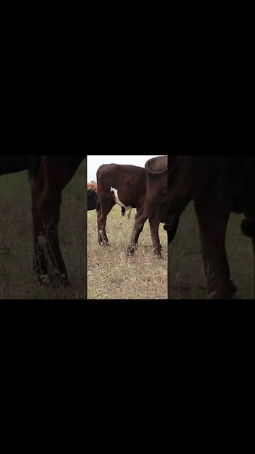 Большой бык охраняет своих телят