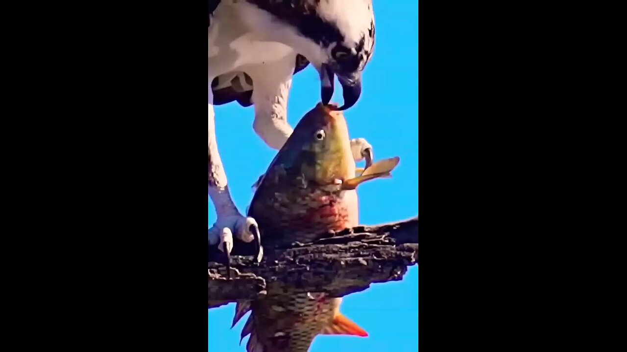 falcons hunting a big fish so horrible