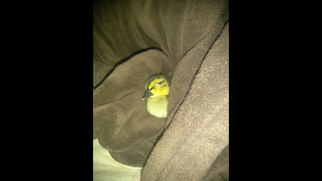 Baby duck found swimming in the bay exhausted!