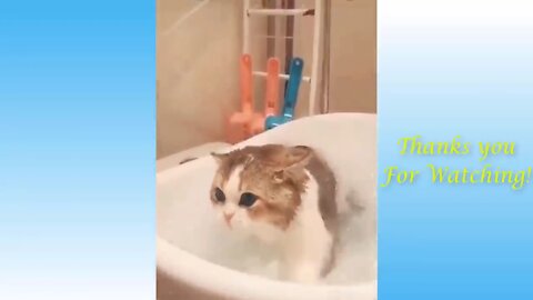 Cute Pets And Funny Animals Compilation #12 funny pet