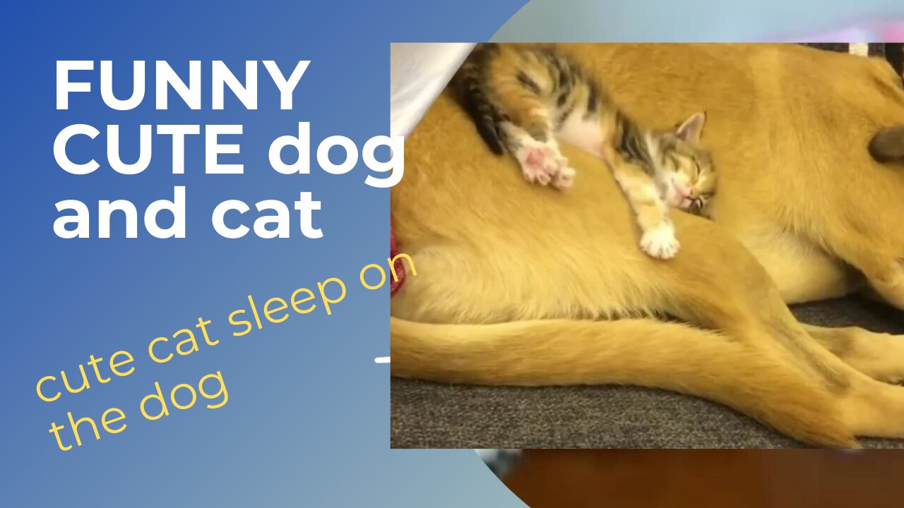 Funny cat Sleep on the dog