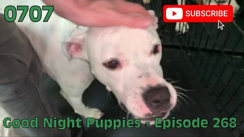 [0707] GOOD NIGHT PUPPIES - EPISODE 268 [#dogs #doggos #doggies #puppies #dogdaycare]