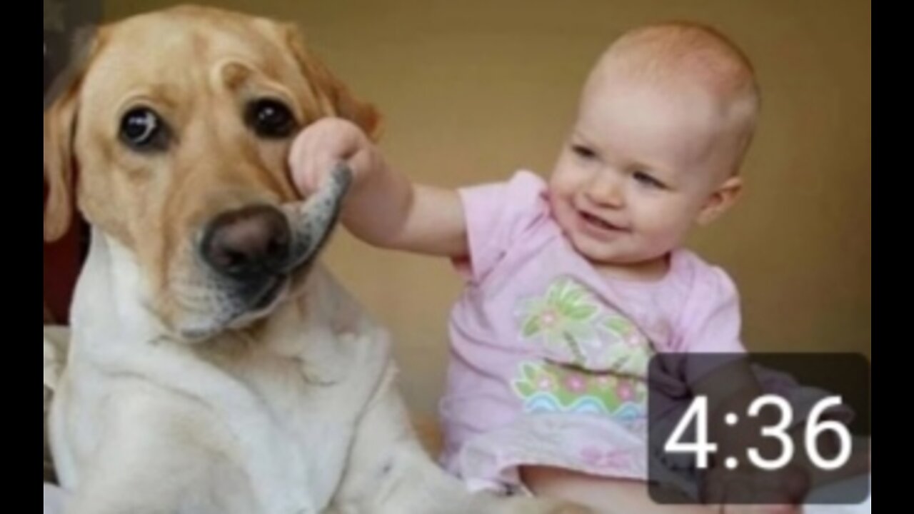 Dog and baby playing