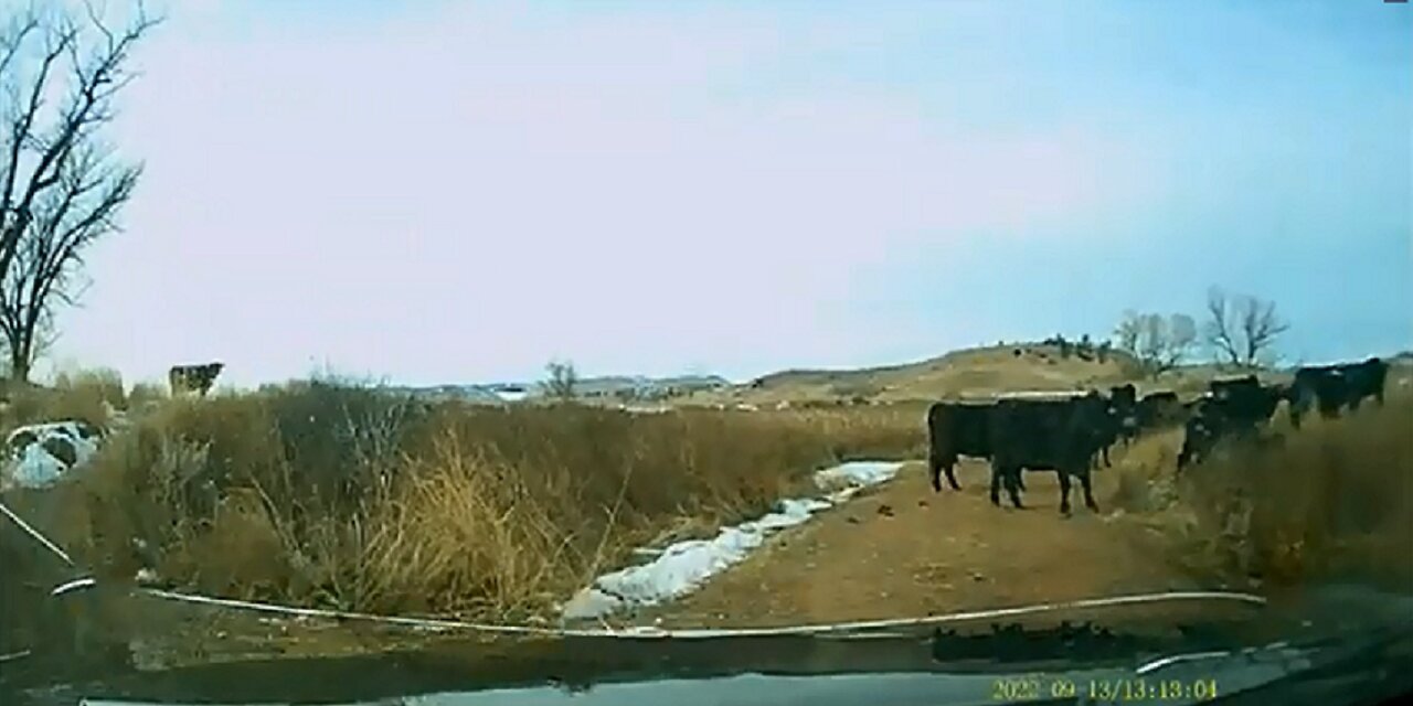Obstacle Cattle Course & Other Critters Encountered - An Average Town Supply Run Across The Prairie