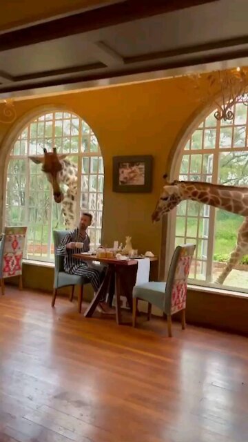 Breakfast with the giraffe