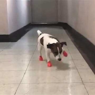Jack Russell Terrier walks awkwardly with new shoes