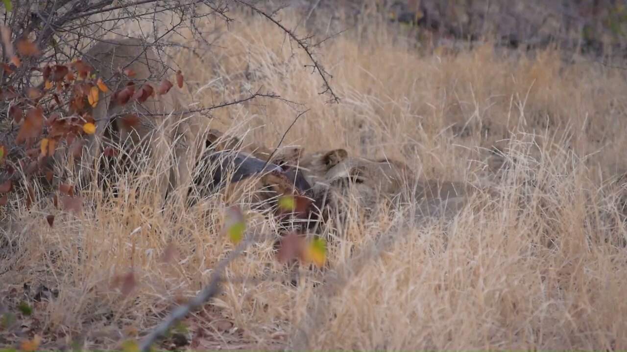 wile african lions eating